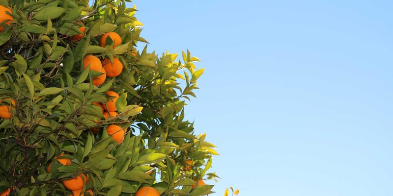 宁波咸齑黄鱼汤：一锅熬尽东海鲜，半坛腌透岁月香