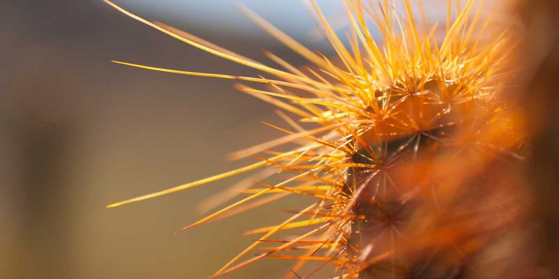 穿越千年的味觉地图:八大菜系历史渊源与特色全解析,附经典菜谱推荐